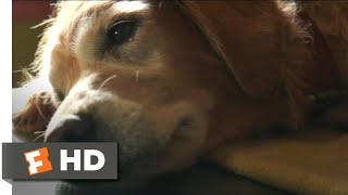 A Dogs Purpose 2017  Bailey Passes On Scene 410  Movieclips