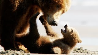 Bears Trailer 2014 Disney Movie  Official HD