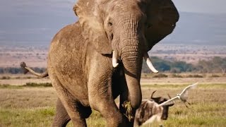 The Ivory Game  official trailer 2016 Netflix
