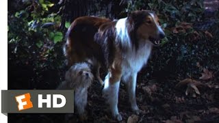 Lassie Come Home 810 Movie CLIP  Sticks and Sacrifices 1943 HD