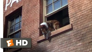 Lassie Come Home 910 Movie CLIP  A Daring Leap 1943 HD