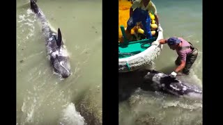 Terrified Dolphin Throws Himself At Ric OBarrys Feet To Escape Hunters