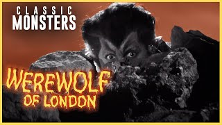 Attacked by a Werewolf in Tibet  Werewolf of London 1935  Fear