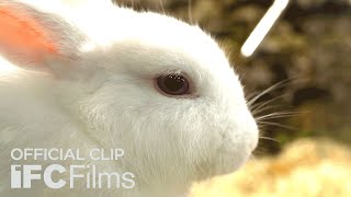 Dear Santa Rabbits Official Clip  HD  IFC Films