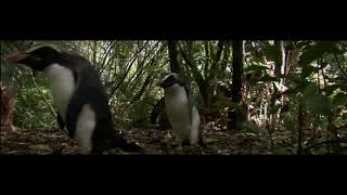 Benedict Cumberbatch says penguin in BBC South Pacific Episode 5  Strange Islands full clip