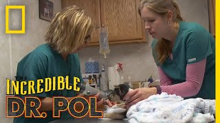 Whats Moo with Ewe Full Episode  The Incredible Dr Pol