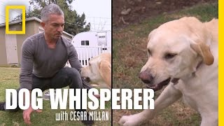 Showdown with Holly  Dog Whisperer