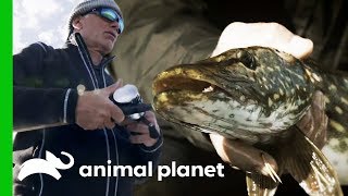 Jeremy Searches For Monster Pike in the Lakes Of Sweden  Jeremy Wades Dark Waters