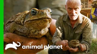 Invasive Cane Toads Are Threatening Australias Native Wildlife  Jeremy Wades Dark Waters