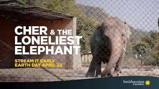 Cher  the loneliest elephant documentary teaser 1