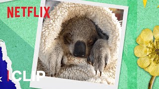 Helping Baby Chompy Get Better  Izzys Koala World Season 1  Netflix Jr