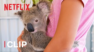 Henry the Baby Koala  Izzys Koala World  Netflix Jr