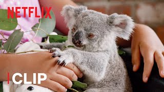 Meet Twinkle  Izzys Koala World  Netflix Jr