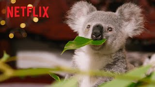 Koalas are SO Weird  Izzys Koala World  Netflix Jr