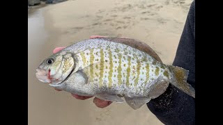 Bill Varneys Surf Fishing Report SB to SD 10224