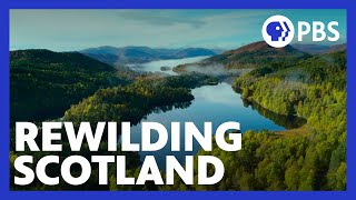 The Age of Nature  The Creation of Trees for Life to Rewild Scotland  Episode 2  PBS