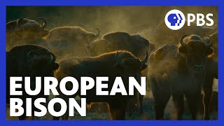 The Age of Nature  European Bison Roam Polands Bialowieza Forest  Episode 3  Changing  PBS
