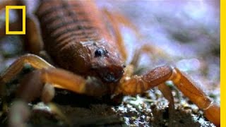 Worlds Deadliest Scorpion  National Geographic