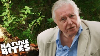 David Attenborough VS Parasitic Fungus  Nature Bites