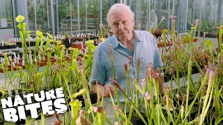 David Attenborough and the Deadly Venus Flytrap  Nature Bites