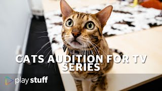 Cats audition for Lucy Lawless TV series My Life Is Murder  Stuffconz