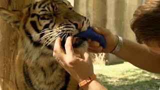 Spot and Stripe get big teeth  Tigers about the House What Happened Next Episode 1  BBC Two