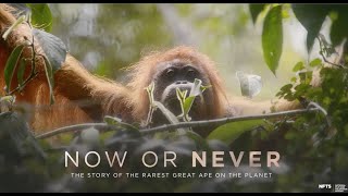 Now Or Never 2019 Official English Trailer