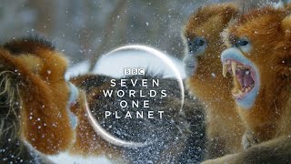 Seven Worlds One Planet New Trailer  David Attenborough Series   BBC Earth