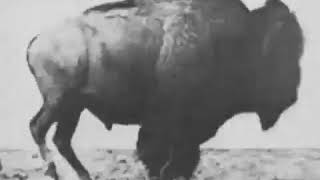 Buffalo Running 1883