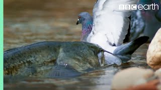 The Fish That Hunts Pigeons  Planet Earth II  BBC Earth