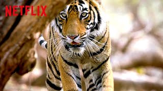Bengal Tiger on the Hunt  Life in Color with David Attenborough  Netflix After School
