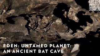 Explore an Ancient Bat Cave  Eden Untamed Planet  BBC America  AMC