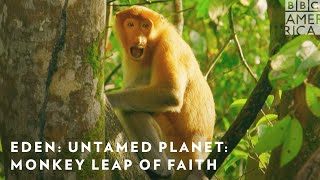 Monkey Leap of Faith Eden Untamed Planet Sneak Peek  Premieres July 24 on BBC America  AMC