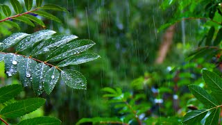Rainforest Rain Sounds for Sleeping or Studying  White Noise Rainstorm 10 Hours