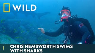 Chris Hemsworth Swims With Sharks  Shark Beach with Chris Hemsworth  National Geographic Wild UK