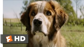 A Dogs Purpose 2017  I Found You Scene 810  Movieclips