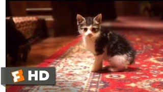 Heidi 2017  Sneaking in Kittens Scene 48  Movieclips