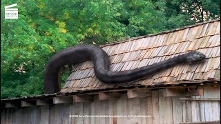 Anaconda 3 Offspring Giant anaconda ambush Scene HD CLIP