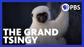 Islands of Wonder  Lemurs Navigate the Grand Tsingy  Episode 1  Madagascar  PBS