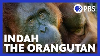 Islands of Wonder  Indah the Orangutan and Her Treatment for Arthritis  Episode 2  Borneo  PBS