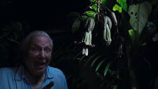 Sir David Attenborough Witnesses a Magical Moment  The Green Planet  BBC Earth