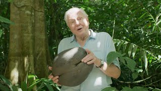 Sir David Attenborough Gives a Lesson on Seeds  The Green Planet  BBC Earth