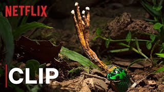 Our Planet  Fungus  Clip  Netflix