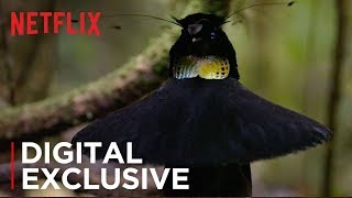 Our Planet  Birds Of Paradise  Exclusive Clip  Netflix