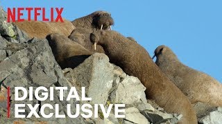 Our Planet  Walrus  Behind the Scenes  Netflix