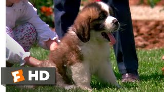 Beethoven 1992  Big Puppy Big Dog Scene 310  Movieclips