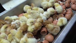 Dominion 2018 Chick Culling Egg industry