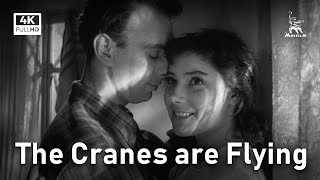 The Cranes are Flying  DRAMA  FULL MOVIE