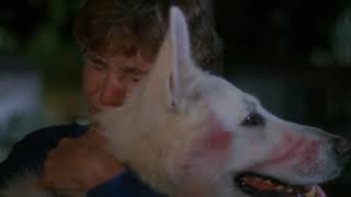 white dog 1982  julie gets attacked