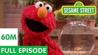 Elmo and Friends Find the Best Pet  Sesame Street Full Episode